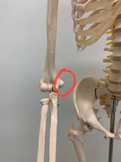 赤丸：上腕骨内側上顆